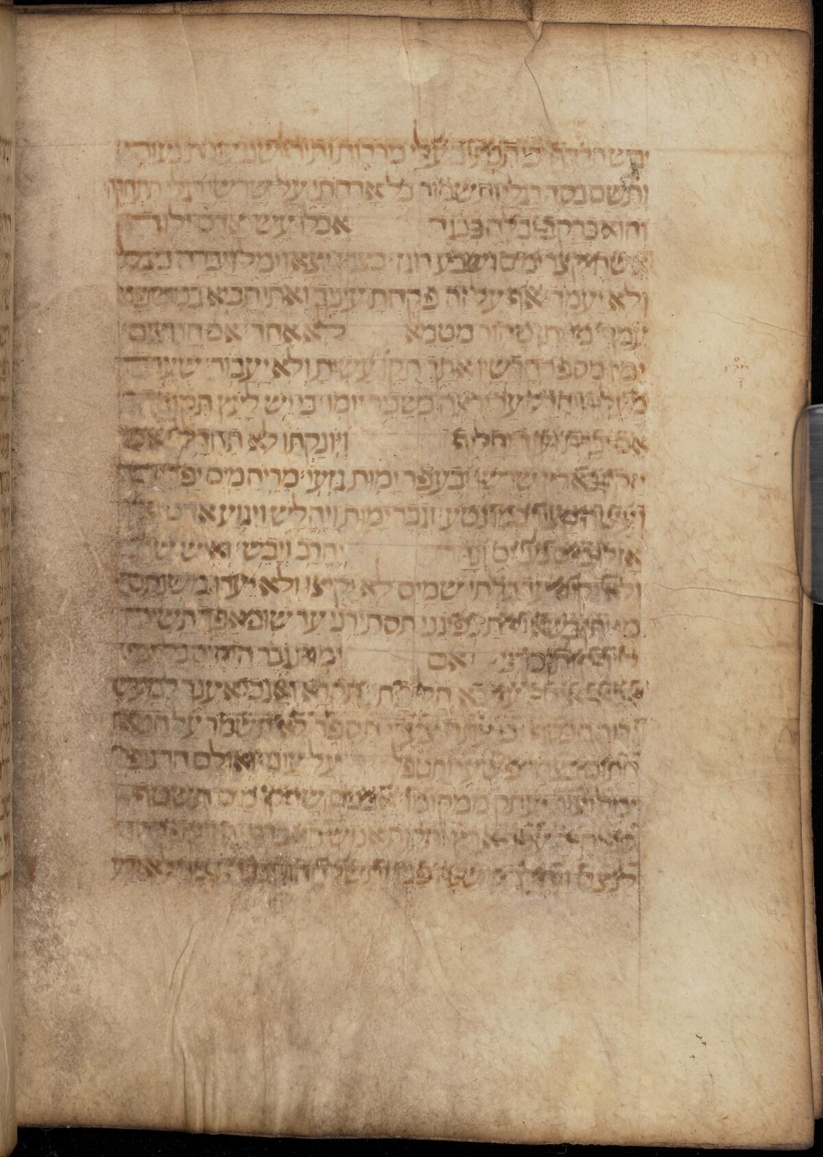 Job 14:9 in the Gaster Hebrew MS 694 (Writings), folio p330