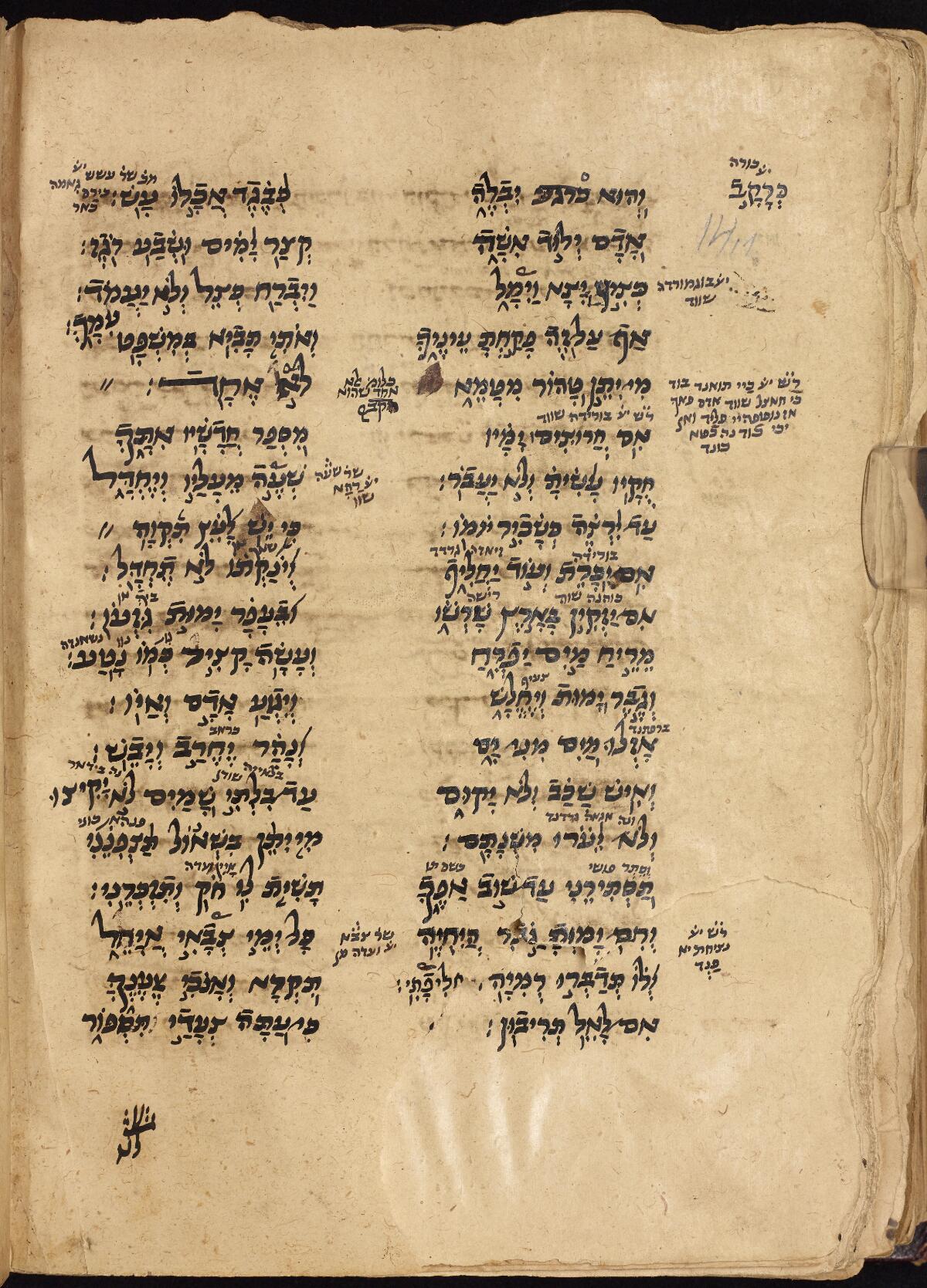 Job 14:9 in the Gaster Hebrew MS 86 (Writings), folio p382