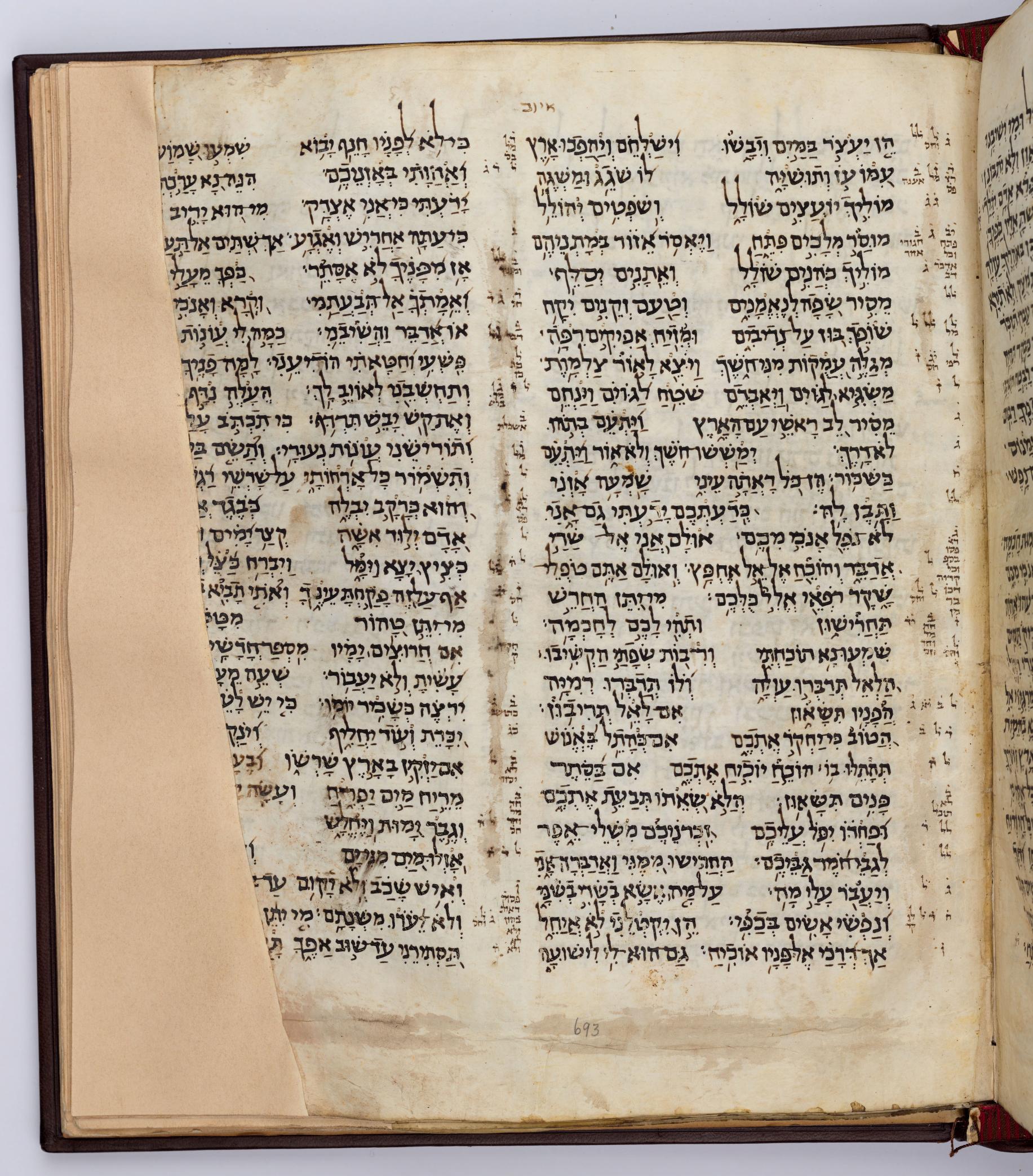 Job 14:9 in the Codex Sassoon 1053, folio p693